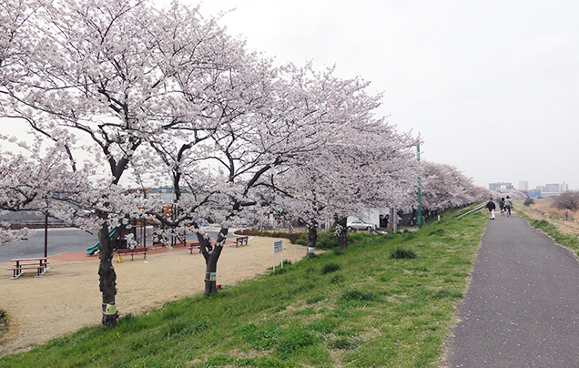 Image of Cycling and jogging road